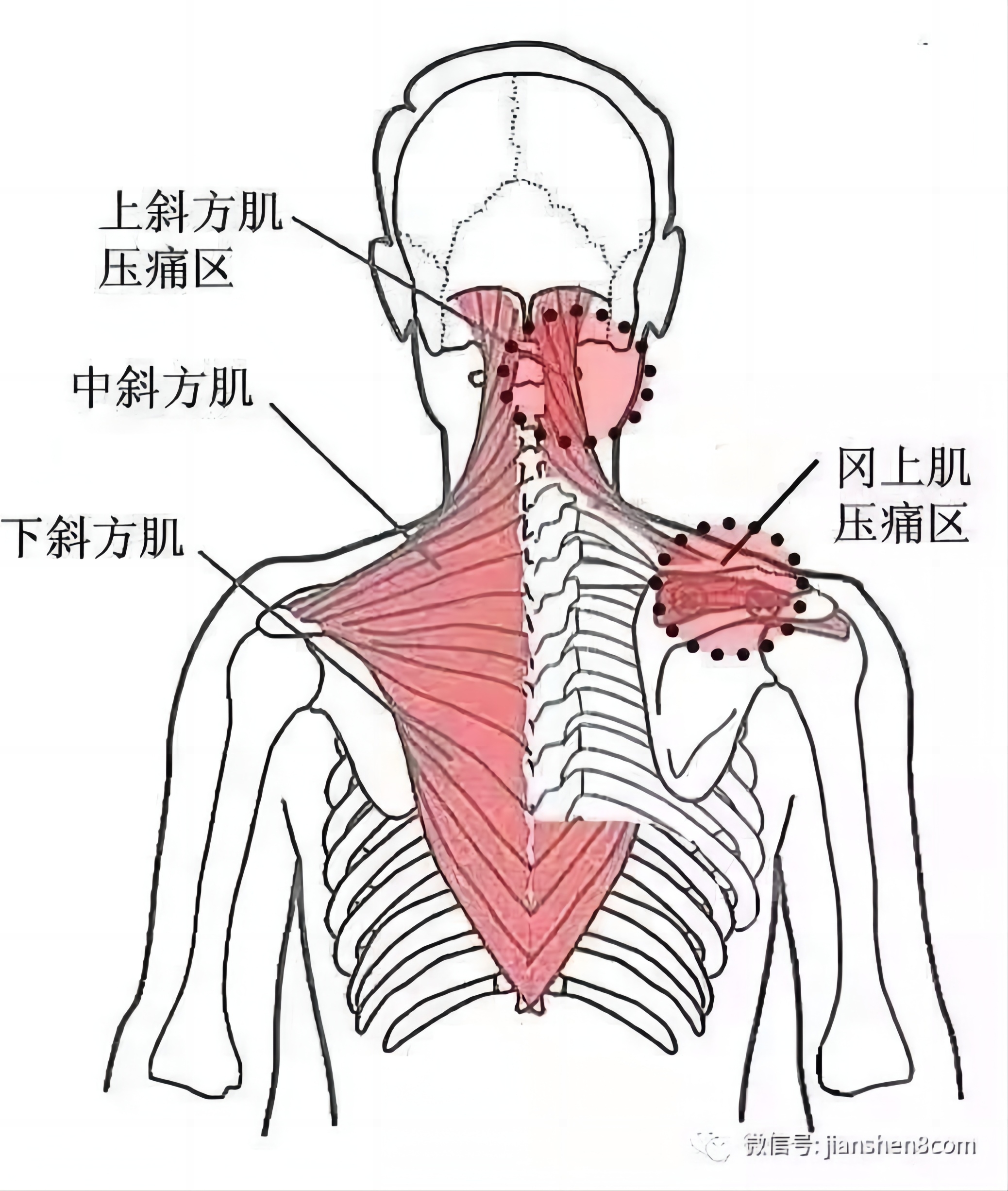 斜方肌.jpg